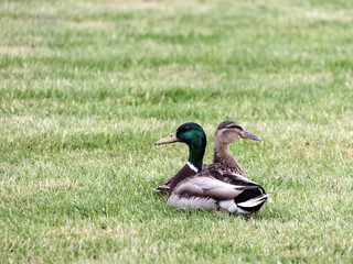 Two ducks are sitting on  green grassy lawn.