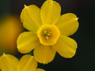 Obraz na płótnie Canvas Wildflower (Narcissus willkommii)
