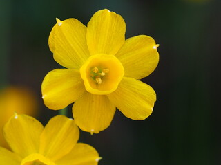 Fototapeta premium Wildflower (Narcissus willkommii)