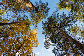 Horizontal photo of a group of white birch trees with yellow foliage and pines is against the blue sky background in the forest in autumn