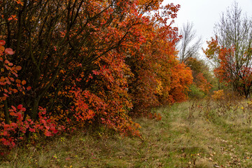 Autumn leaves on trees