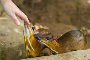 Kanchil is an amazing cute baby deer from the tropics. The mouse deer is one of the most unusual animals. Cloven-hoofed mouse