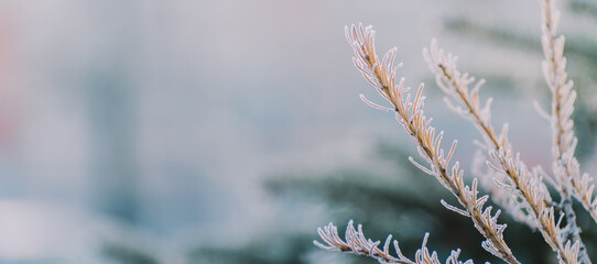 Winter panorama winter plants with snow and frost on a light background for decorative design