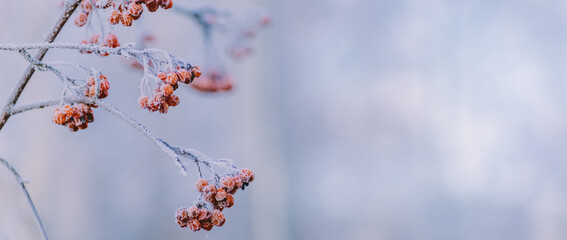 Winter panorama with red berries, snow and frost on a light background for decorative design