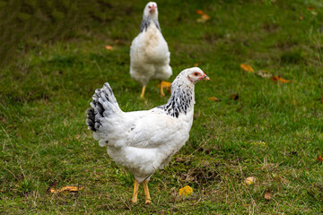 Two white hens in the wild
