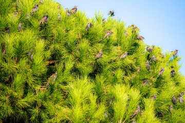 Many starlings are sitting on a pine tree in autumn