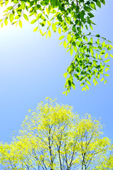 新緑の木々と葉っぱ