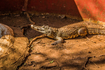 Crocodiles sitting in  an enclosure in Chennai