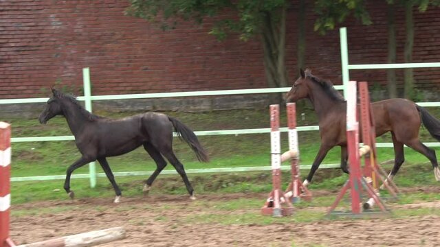 A couple of cute fillies on a show-jumping field, slow-motion