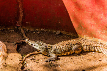 Crocodiles sitting in  an enclosure in Chennai
