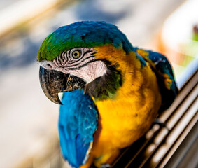 Guacamayas en Caracas

