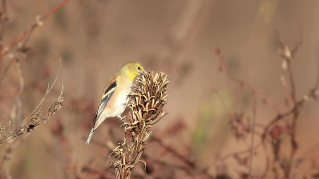 Eastern Goldfinch, Spinus tristis, eating seeds from golden seed pod in fall