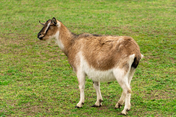 Naklejka na ściany i meble A goat is grazing in meadow.