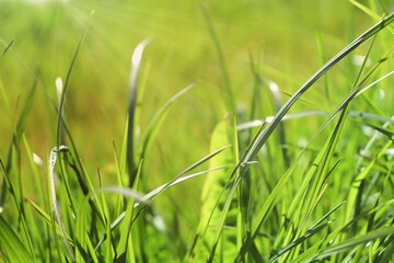 Obraz premium Close up of Field Grass in sun rays, square background
