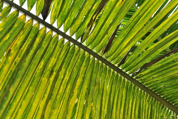 palm leaf background