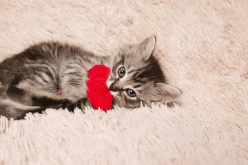 beautiful gray little cat with a red heart in its paws plays
