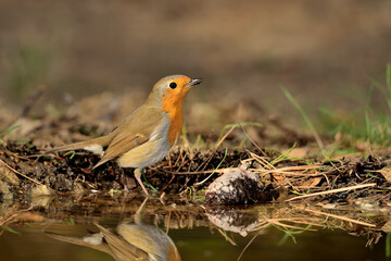 petirrojo europeo  bebiendo en el estanque del parque  (Erithacus rubecula) Ojén Málaga España 