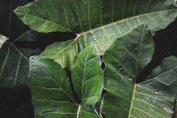 leaf with black background