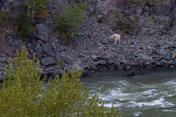 Mountain goat near the Middle Fork Flathead River, Montana