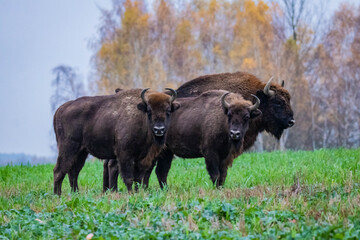 
impressive wild bison in autumn scenery