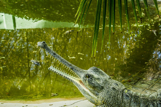 Crocodiles sitting in  an enclosure in Chennai