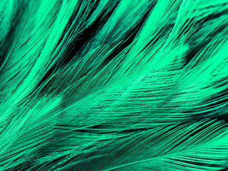 Beautiful abstract yellow and green feathers on dark background and black feather texture on dark pattern and green background, feather wallpaper, love theme, valentines day
