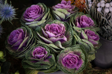 Beautiful composition of fresh cut decorative brassica oleracea or flowering kales in autumn garden...