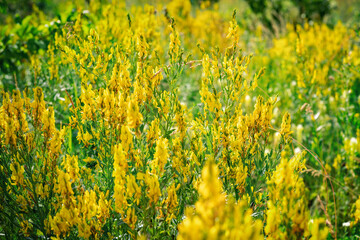 meadow with yellow wild flowers, macro, blurred image