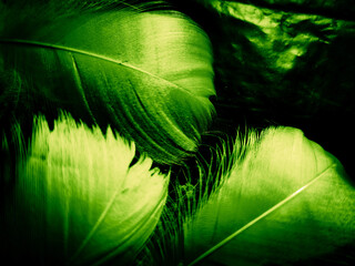 Beautiful abstract yellow and green feathers on dark background and black feather texture on dark pattern and green background, feather wallpaper, love theme, valentines day