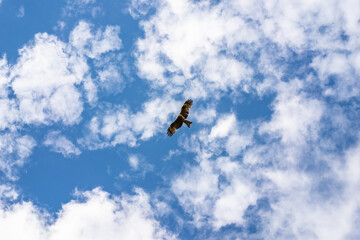 lone bird of prey soaring in the sky with clouds