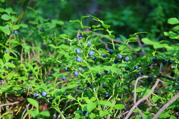 blueberry bushes with ripe berries in the forest. berries are good for humans. black berries with vitamins. bush with green leaves