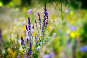 plant with purple flower in the field, blurred image