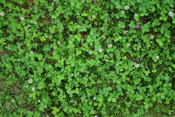 the background is green clover. Beautiful green background with a plant pattern. Happy clover leaves