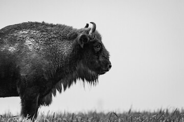  impressive wild bison in autumn scenery © Magdalena