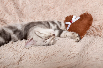 British cat sleeping on light background with heart
