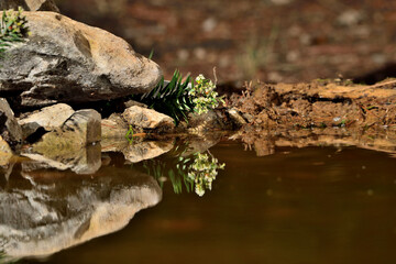 estanque con plantas y piedras reflejadas en el agua Ojén Málaga España 