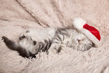 British cat sleeps on a light background in a Christmas hat
