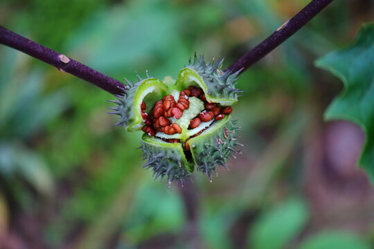 poisonous plant. brown seeds. fruits similar to a prickly cucumber. the plant is used to treat humans