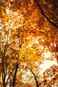 autumn trees with yellow leaves against the sky, blurred image