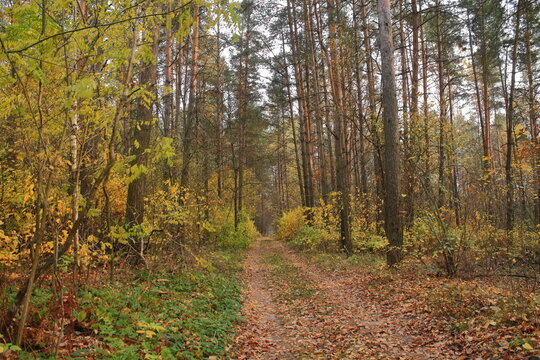 beautiful view of the autumn forest. picture for the desktop. yellow leaves on the ground in the forest. no one walked the autumn forest path
