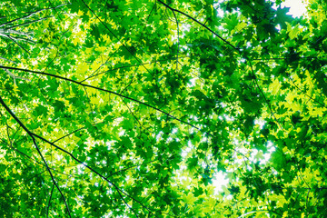 Fototapeta na wymiar tops of trees with green leaves on the background of the sky in sunbeams, blurred image