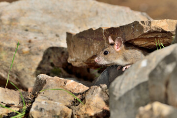ratón de campo entre las piedras (Mus musculus) Ojén Málaga España 