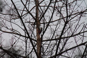 a woodpecker pulls out pest larvae from under the bark of trees. the bird heals the forest. small bird with red feathers on a tree in the forest.