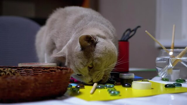 Sly British Cat Jumped on Table and to Steal Paint Brush. Thief. Animal Instinct