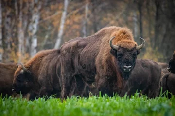 Deurstickers indrukwekkende wilde bizons in herfstlandschap © Magdalena