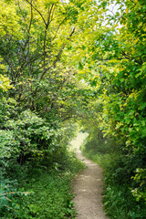 Fototapeta na wymiar path among green trees in the park, blurred image