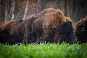 Fototapeta premium impressive wild bison in autumn scenery
