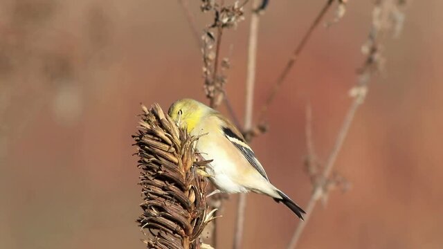 Eastern Goldfinch, Spinus tristis, eating seeds from golden seed pod flies away