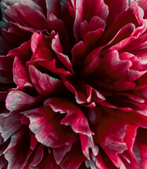 red dahlia flower