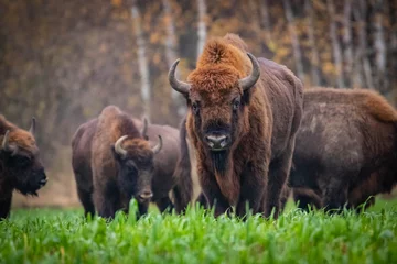 Fototapeten  impressive wild bison in autumn scenery © Magdalena